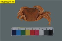 藏品(霍伊溪蟹)的圖片